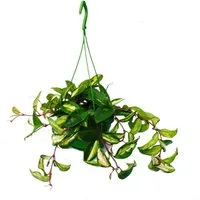 Exotenherz Zimmerpflanze Zimmerpflanze zum Hängen Hoya carnosa rubra Porzellanblume 14cm Ampel