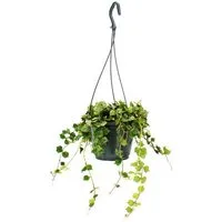 Exotenherz Zimmerpflanze Zimmerpflanze zum Hängen - Hoya curtisii - Wachsblume 14cm Ampel