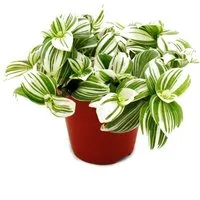 Exotenherz Zimmerpflanze Dreimasterblume Tradescantia zebrina Brightness 12m Topf weiss