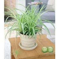 BALDUR Garten Zimmerpflanze Chlorophytum 'Variegatum', 1 St., Hängezimmerpflnze, pflegeleicht