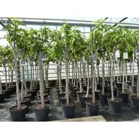 gruenwaren jakubik Feigenbaum Feigenbaum 150-180 cm Obstbaum winterhart kräftiger Stamm, Ficus