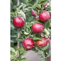 Pflanzen für Dich Obstpflanze Malus domestica Florina, 1 St., Florina-Apfel, Apfelbaum, krankheitsresistent, rotbackig