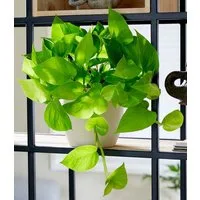 BALDUR Garten Zimmerpflanze Efeutute 'Golden Pothos', 1 St., Büropflanze, pflegeleicht