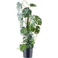 Kunstpflanze Philodendron varigata, Creativ green, Höhe 66 cm, mit verschlungenem Stamm