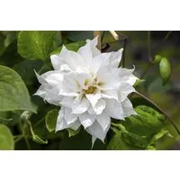 Pflanzen für Dich Kletterpflanze Clematis tex. Duchess of Edinburgh, 1 St., Clematis, Waldrebe, gefülltblühend, sommerblühend
