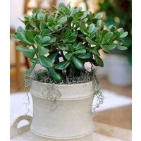 BALDUR Garten Zimmerpflanze Geldbaum Crassula, 1 St., Dickblattgewächs, pflegeleicht