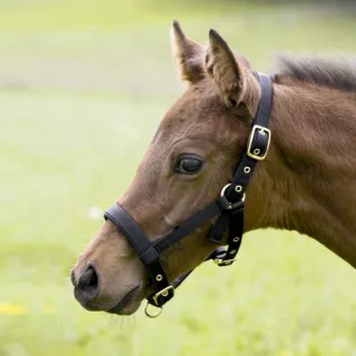 Stallhalfter Fohlen