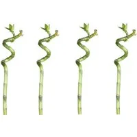 meinvipshop Zimmerpflanze Lucky Bamboo 50cm 4er spiral Bambus
