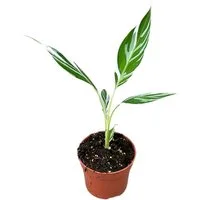 meinvipshop Topfpflanze Banane Musa Florida Variega 35cm Rarität
