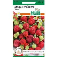 SAMEN PFANN Gemüsesamen Monatserdbeere, Rügen (Walderdbeere) - Erdbeer-Samen Saatgut Samen, Fragaria vesca