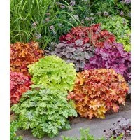 BALDUR Garten Bodendecker Heuchera-Mix 'Farbenpracht', 5 St., Purpurglöckchen, immergrün, winterhart, mehrjährig