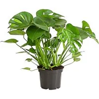 Dehner Zimmerpflanze Fensterblatt, Monstera deliciosa, geschlitztes Blattwerk, wuchsfreudige Zimmerpflanze mit Luftwurzeln