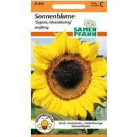 SAMEN PFANN Blumensamen Sonnenblume, Gigant - Saatgut SonnenSamen, Helianthus annuus