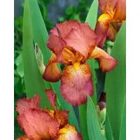 Pflanzen für Dich Staude Iris barb. Natchez Trace, 1 St., Bart-Iris