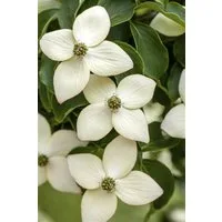 Pflanzen für Dich Gehölze Cornus kousa Wieting's Select, 1 St., Chinesischer Blumen-Hartriegel, Japanischer Blumen-Hartriegel