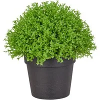 Kunstpflanze Halbkugel Selaginella apoda, Creativ green, Höhe 16 cm, in kompakter Größe