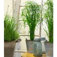 BALDUR Garten Zimmerpflanze Zyperngras - Cyperus Alternifolius ca. 45-55 cm, 1 St., Katzenpflanze, pflegeleicht