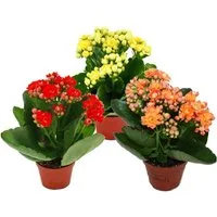 Exotenherz Zimmerpflanze Mini-Kalanchoe Rosalina 3er Set Flammendes Käthchen 5,5cm Topf