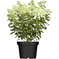 Pflanzen für Dich Gehölze Hydrangea pan. Limelight, 1 St., Rispenhortensie, Hortensie