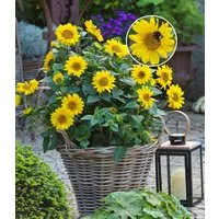 BALDUR Garten Staude Winterharte Sonnenblume 'SunCatcher®' im XL-Topf, 1 St., Bienenfutterpflanze, winterhart, mehrjährig, bienenfreundlich