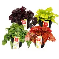 Exotenherz Beetpflanze Winterharter Bodendecker Heuchera-Mix Indian Summer 8 große Pflanzen