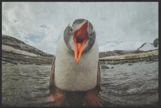 Fussmatte Pinguin 10169 | Größe: 60 cm x 45 cm