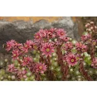 Pflanzen für Dich Staude Sempervivum arach., 1 St., Spinnweb-Hauswurz, Spinnweben-Hauswurz, Spinnwebige Hauswurz