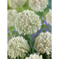 Pflanzen für Dich Staude Allium nigrum, 1 St., Schwarzer Lauch