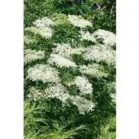 Pflanzen für Dich Gehölze Sambucus nigra Laciniata, 1 St., Schwarzer Holunder, Holunder, Fliederbeere
