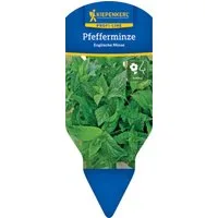 Pflanzen für Dich Gewürzkraut Englische Pfefferminze 12cm Topf