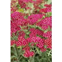 Pflanzen für Dich Staude Achillea millefolium Velour, 1 St., Schafgarbe