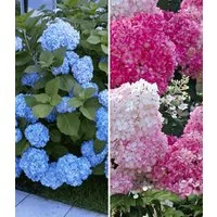BALDUR Garten Zierstrauch Hortensien-Sortiment zum Vorteilspreis, 2 St., Freiland-hortensie, winterhart, mehrjährig, pflegeleicht