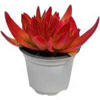 meinvipshop Zimmerpflanze Sukulente Crassula On Fire