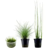 Aquaone Wasserpflanze Gräser Set mit 3 Gras Pflanzen Aquariumpflanzen Set Nr.130