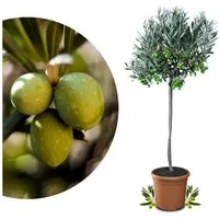 Meine Orangerie Olivenbaum Stämmchen - Olea europaea, echte Olive, fruchtreifes Bäumchen in Gärtnerqualität