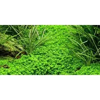 Aquaone Wasserpflanze Aquarium Pflanze Hemianthus callitrichoides Wasserpflanzen Nr.048B