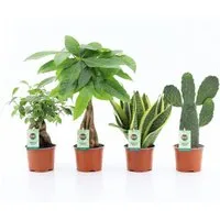 meinvipshop Zimmerpflanze Zimmerpflanzen 4er Set Asia Mix