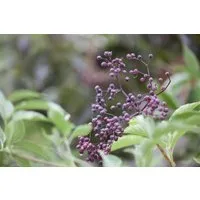 Pflanzen für Dich Gehölze Sambucus nigra, 1 St., Schwarzer Holunder, Holunder, Fliederbeerbusch