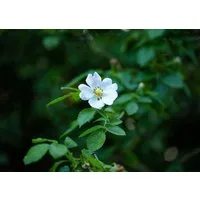 Pflanzen für Dich Rose Rosa multiflora