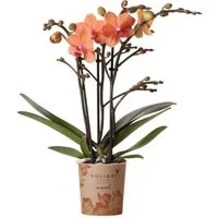 Exotenherz Zimmerpflanze Orange Phalaenopsis Orchidee Mineral Bolzano Topfgröße 9cm