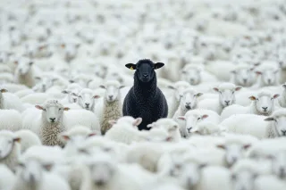 Acrylglasbild BLACK SHEEP
