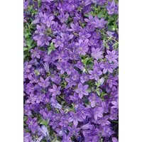 Pflanzen für Dich Staude Campanula port. Resholt, 1 St., Dalmatiner-Glockenblume, Polsterglockenblume