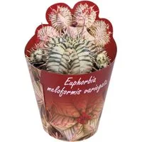 Exotenherz Kaktus Euphorbia meloformis variegata Rarität 6,5cm Topf