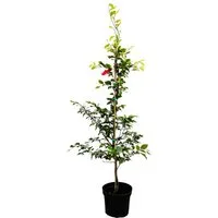 Pflanzen für Dich Baum Fagus sylvatica, 1 St., Rotbuche, Gemeine Buche, Europäische Buche, glänzend, herbstfärbung