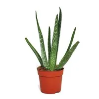 Exotenherz Sukkulente Aloe vera - ca. 2 Jahre alt - 10,5cm Topf