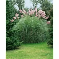 Pflanzen für Dich Gräser Cortaderia selloana Rosea, 1 St., Pampasgras, Rosa Pampasgras, rosa Blütenrispen, winterhart