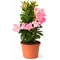 Exotenherz Topfpflanze Mandevilla Dipladenia Trichterblüte Pyramidenform 14cm Topf rosa
