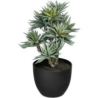 Künstliche Zimmerpflanze Sukkulenten auf Stamm Sukkulente, Creativ green, Höhe 30 cm