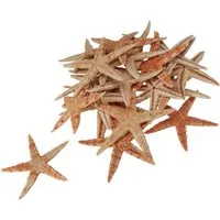 Florists Products Bastelnaturmaterial Seestern Natur Deko Maritim Ø6,5–8cm 100 Stk natürliche Farben, 100 S