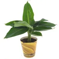 meinvipshop Topfpflanze Banane Musa Tropicana
